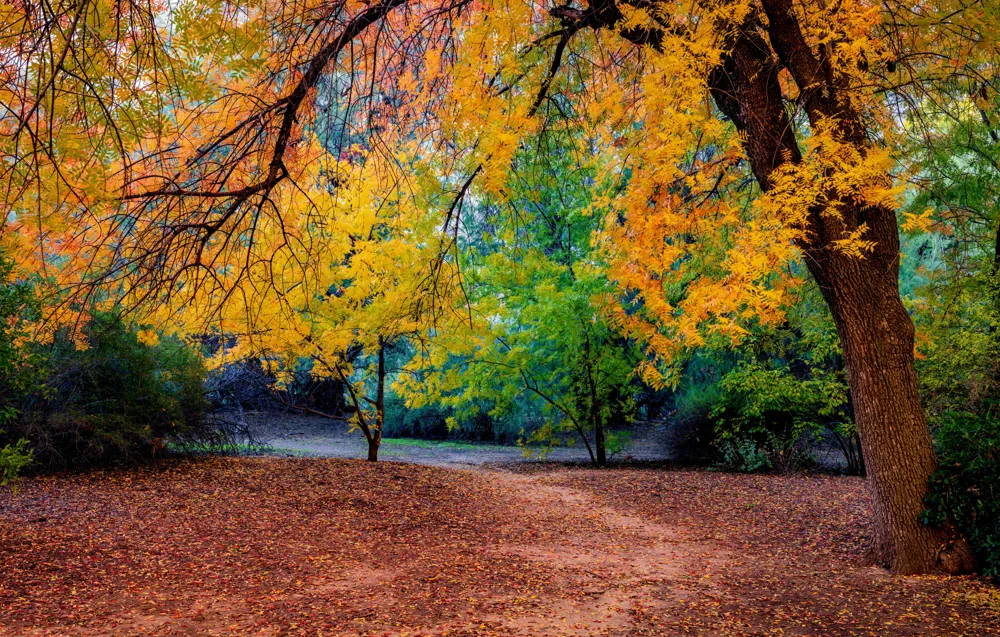 The Ultimate Guide to Fall Foliage in Maine